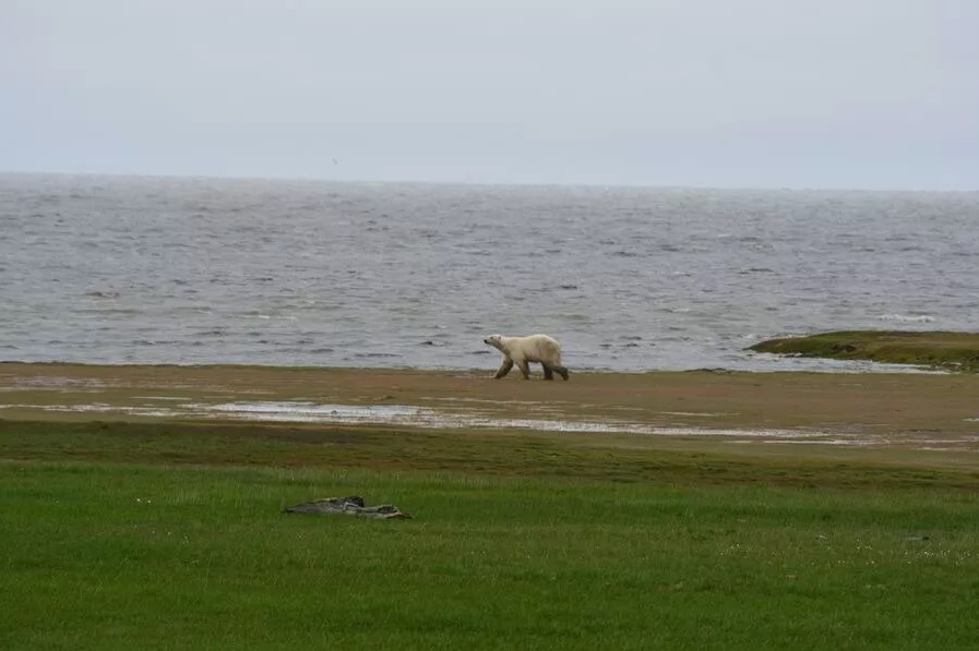 bear island