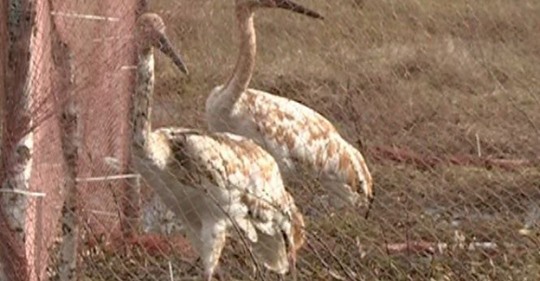 crane