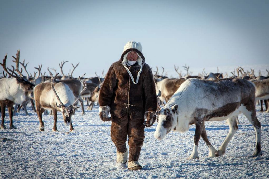 reindeer herding