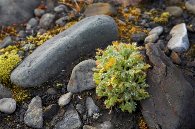 vegetation and rocks