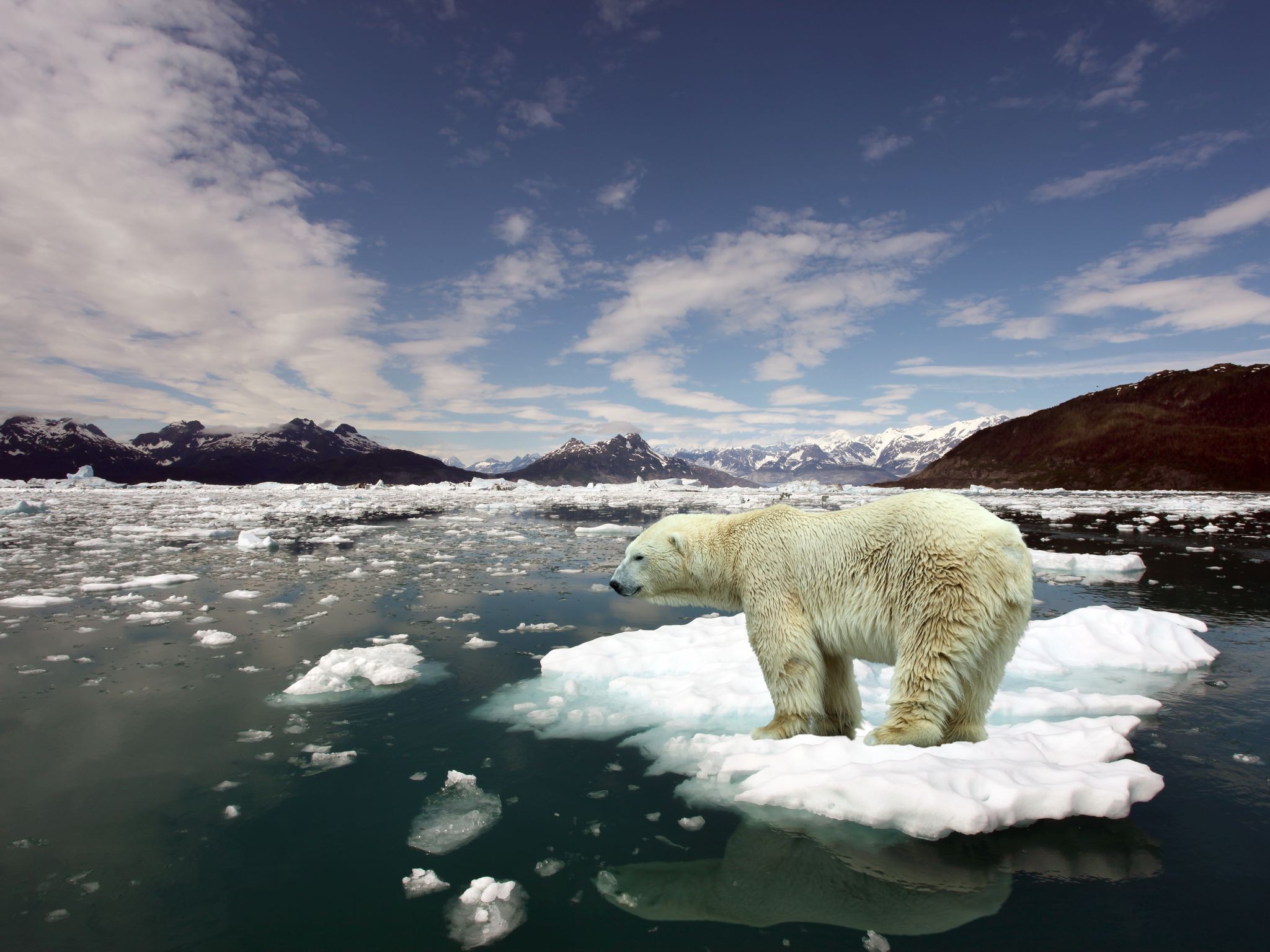 ice animals arctic floating islands polar bears