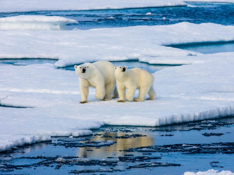 polar bears species