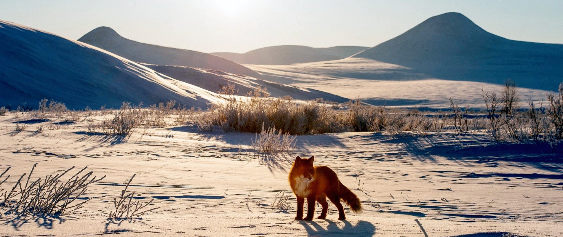 Arctic Fox in Chukotka Autonomous Okrug, Russia